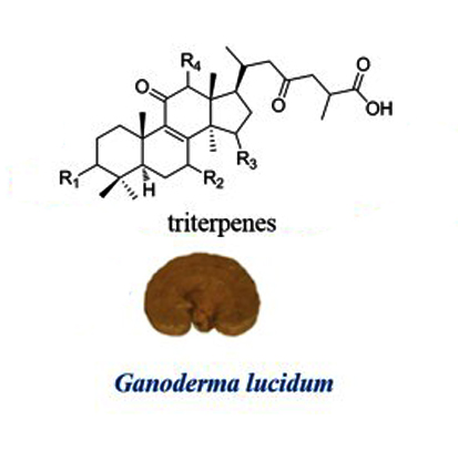 بررسی خواص آنتی اکسیدانی قارچ گانودرما در بدن