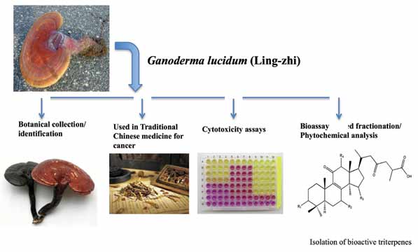 ترکیبات زیستی موجود در قارچ گانودرما